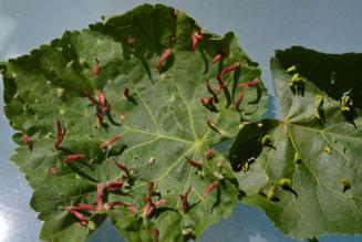 Disponibile online la traduzione in italiano della nuova Politica FSC sui pesticidi