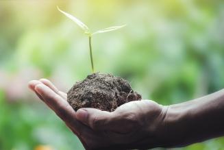 Piantiamo 60 milioni di alberi, ma facciamolo bene!