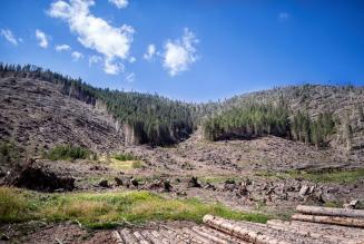 #Oneyearafter: Vaia e il futuro delle foreste in Italia