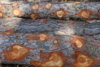 Disponibile la guida alla strategia FSC sul Legno Controllato