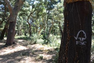 Sughereta sperimentale di Agris Sardegna: un modello di gestione sostenibile