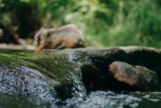 Le foreste, serbatoi naturali di acqua