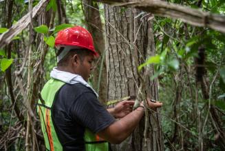 FSC firma la Dichiarazione del Congresso mondiale IUFRO per dare una voce più forte alle scienze forestali