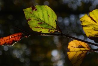 Gestione forestale responsabile e cambiamenti climatici: online il questionario di LIFE AForClimate