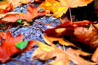 Pubblicati i documenti guida FSC sugli Alti Valori di Conservazione