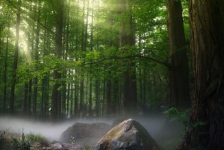 FAO pubblica un nuovo documento su cambiamenti climatici, comunità e foreste