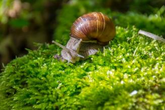 Foreste e Servizi Ecosistemici
