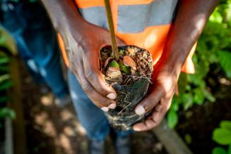 Il futuro del Gabon passa per la gestione forestale responsabile