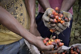 Le filiere sostenibili sono la chiave per combattere la deforestazione tropicale
