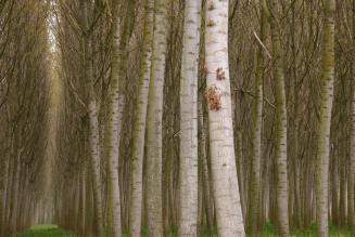 Approvate nuove interpretazioni per la gestione forestale FSC