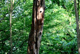 Nuovo appuntamento di formazione a distanza sulla gestione forestale FSC