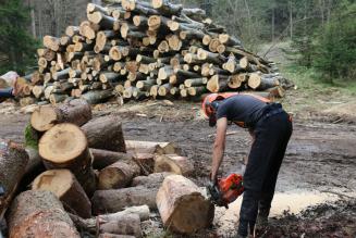 COVID-19: nuove disposizioni in materia di attività selvicolturali e filiere dipendenti dal settore forestale