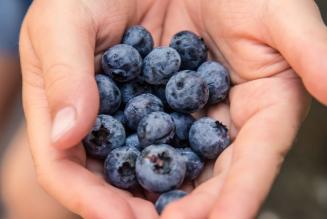 Nuova pubblicazione sui prodotti forestali non legnosi in Europa