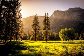 FSC entra a far parte dell'alleanza europea per la nuova strategia green