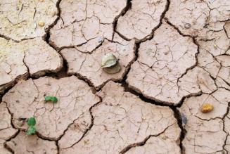 #DesertificationAndDroughtDay: foreste contro siccità e desertificazione