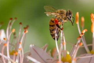 Foreste indispensabili per favorire impollinazione e biodiversità, dice un report FAO