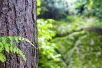 Nuovo appuntamento di formazione sulla gestione forestale FSC