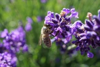 Gestione forestale sostenibile e certificazione - Un anello mancante nella strategia UE sulla biodiversità