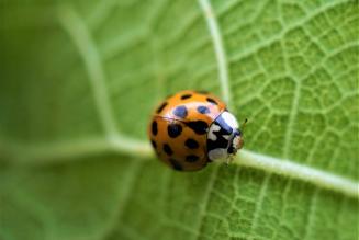 Aggiornamenti sulla Politica FSC sui Pesticidi – estensione del periodo di transizione