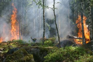 Cambiamenti climatici ed incendi forestali: un cane che si morde la coda