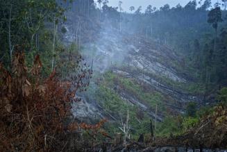 Perché deforestazione ed estinzione delle specie rendono più probabili le epidemie