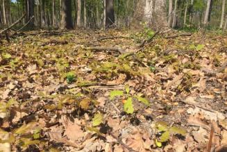 FSC Italia supporta lo sviluppo della gestione forestale responsabile nei Balcani