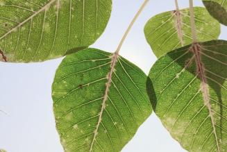 Nuovi strumenti per il monitoraggio del carbonio in ambito forestale