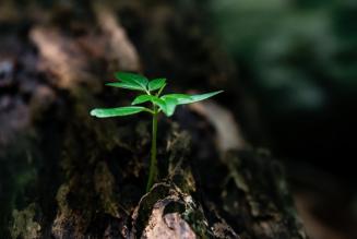 Due realtà certificate FSC vincono il premio Jean Giono - L’uomo che piantava gli alberi