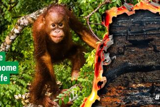 FSC Italia aderisce alla campagna #Together4Forests per fermare la deforestazione incorporata