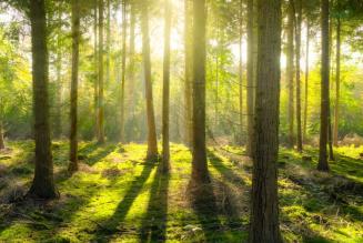 Effetto Vaia: il progetto di IKEA per valorizzare e ripristinare le aree colpite dalla tempesta