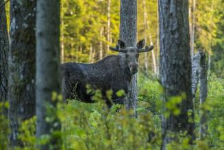 FSC appoggia il rapporto AGRI sulla futura strategia forestale dell'UE