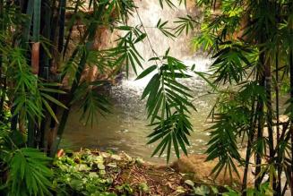 Il miracolo del bambù