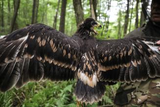 Conservare l’habitat dell’aquila macchiata