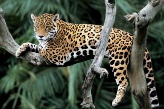 Uno studio del WWF dimostra che la fauna prospera nelle foreste ben gestite