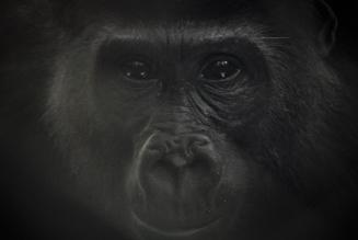 La gestione forestale responsabile fa bene (anche) ai gorilla