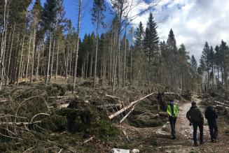 FAO pubblica un nuovo studio sui disastri forestali - e come affrontarli