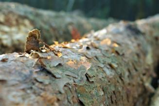 Certificazione forestale e filiera: nuovo webinar di Legno Servizi FVG