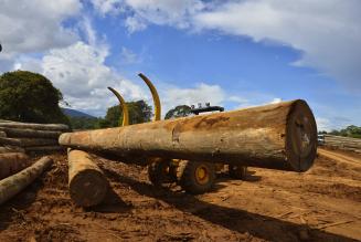 Come usare la tecnologia per fermare i crimini forestali