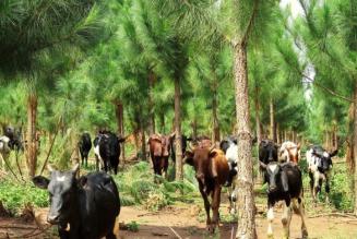 Una nuova speranza per le foreste e le comunità rurali dell’Uganda