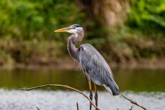 #WorldWetlandsDay: ecco perché è importante preservare foreste e zone umide
