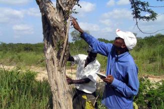 Così le foreste hanno cambiato le nostre vite