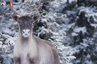 Una speciale partnership per gestire le foreste e conservare i caribù