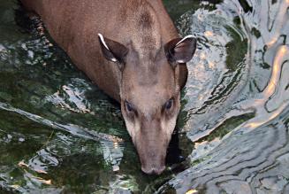 Perché gestione forestale responsabile non è solo salvaguardare gli alberi