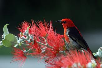 Perché foreste e fauna selvatica sono così importanti?