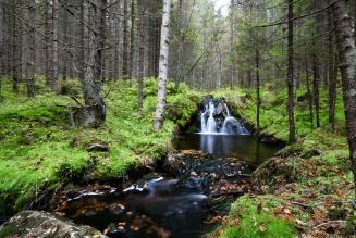 Ripristinare le foreste naturali è il modo migliore per catturare la CO2