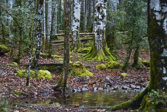 Cosa sappiamo delle foreste europee