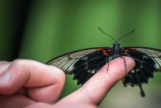 Pubblicata l’edizione italiana aggiornata della Procedura FSC sui Servizi Ecosistemici
