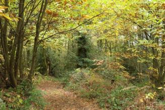 Una scommessa per il ripristino della biodiversità nelle foreste francesi