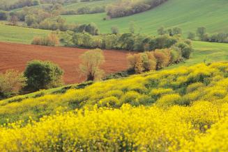 [CONSULTAZIONE] Rinnovo della certificazione di gestione forestale per l’Unione di Comuni Montana Colline Metallifere (GR)