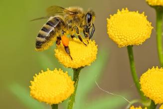 Il ruolo della api nel mantenere vive le foreste del mondo